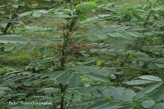Indigofera arrecta
